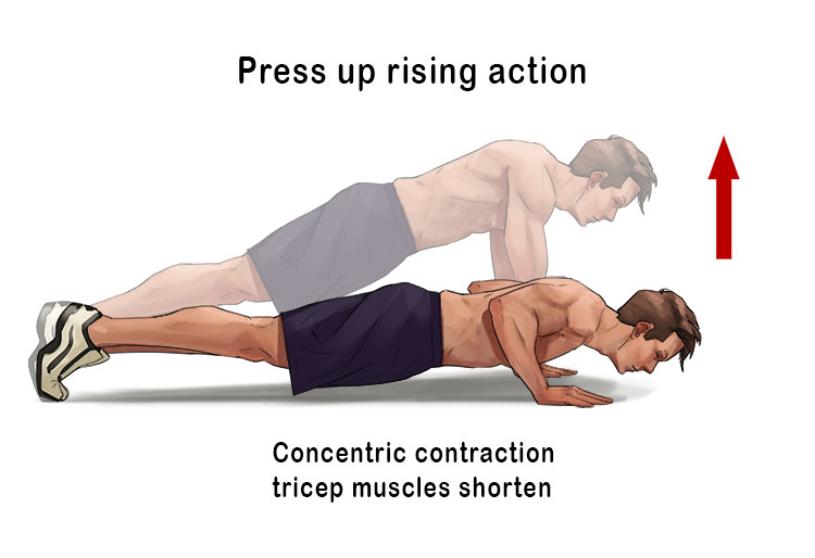 Doing a press up from the position of your nose being close to the floor to pushing away from the floor